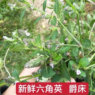 六角英新鲜百穗莲草中草药材潮汕六角婴爵床 孩儿草 麦穗红狐狸尾