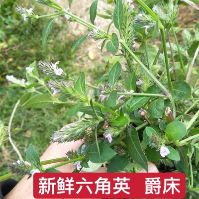 六角英新鲜百穗莲草中草药材潮汕六角婴爵床 孩儿草 麦穗红狐狸尾