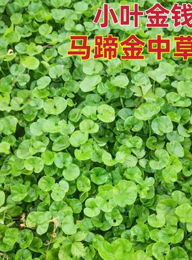 马蹄金新鲜天然小叶金钱草茶中草药材500g包邮荷苞草金锁匙铜钱草