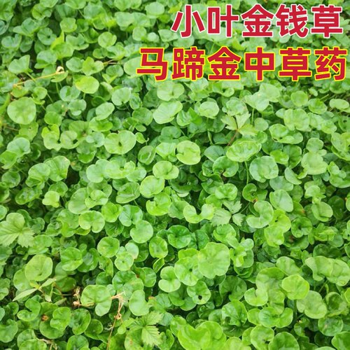 马蹄金新鲜天然小叶金钱草茶中草药材500g包邮荷苞草金锁匙铜钱草