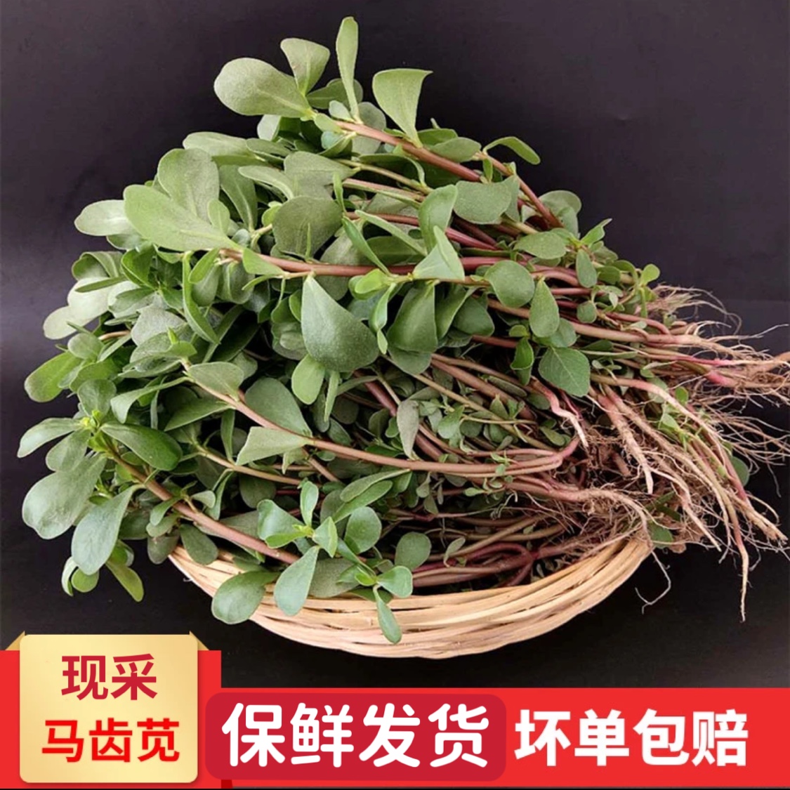 新鲜马齿苋野菜现挖马蜂菜长命菜长寿菜整棵马齿苋带根五行草包邮