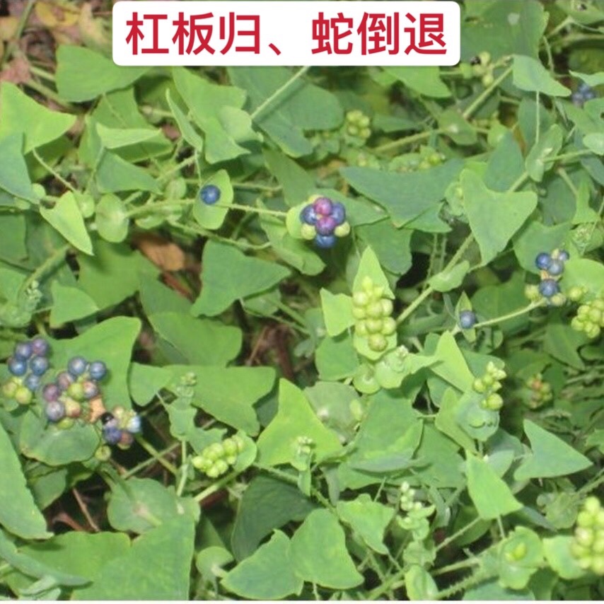 杠板归草天然干货新鲜蛇倒退蛇不过中草药带状腰蛇泡皮肤湿痒洗澡