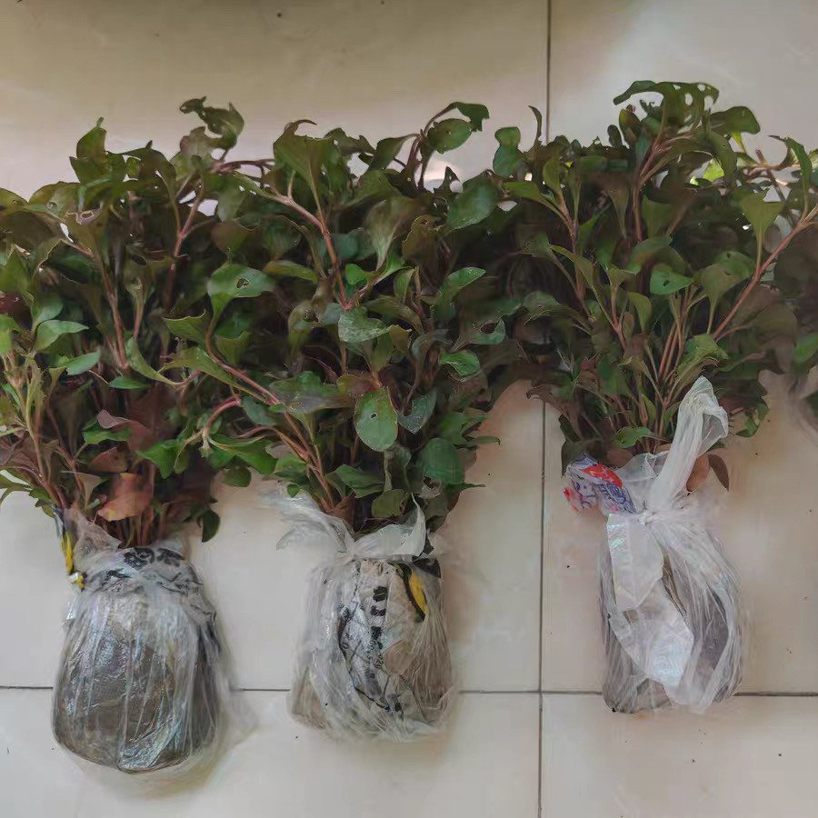 锦绣苋种植苗旱地西洋菜苗台湾红枸杞野菜带根带土好种活红木耳菜