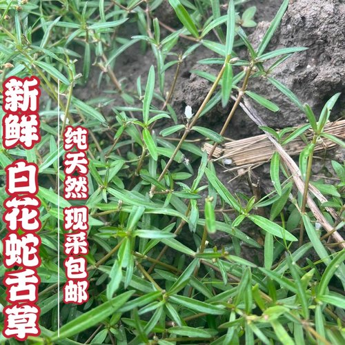 深山新鲜白花蛇舌草蛇总管正品百花蛇舌草小号潮汕青草半边莲包邮