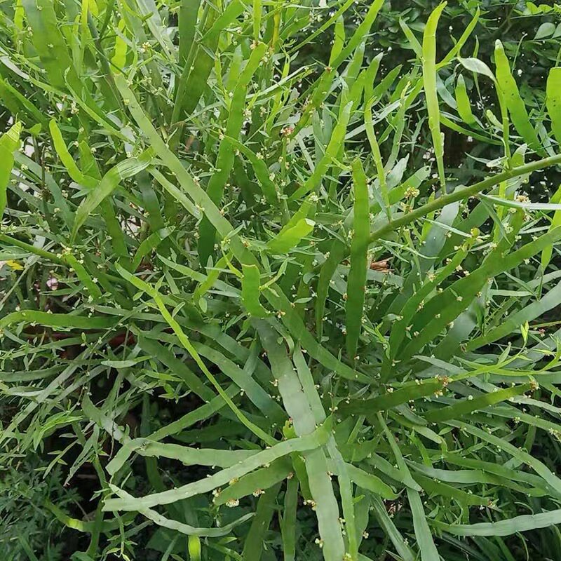 竹节蓼新鲜潮汕飞天蜈蚣百足草扁茎竹中草药石上蜈蚣扁竹蓼中药材