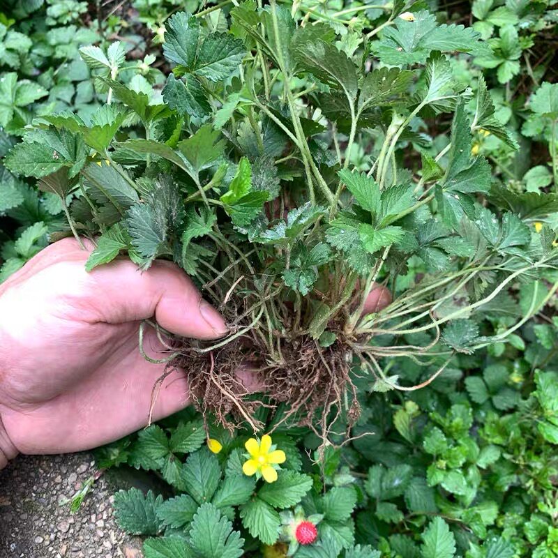新鲜现挖蛇莓苗中药材蛇泡草龙吐珠园林绿化地被四季花卉盆栽野果
