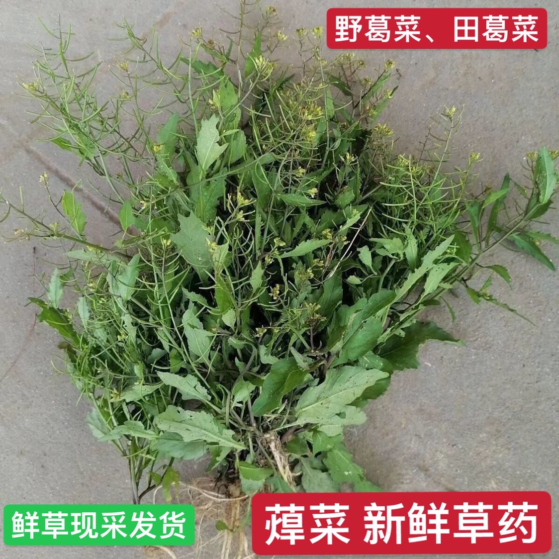 蔊菜新鲜 农家塘葛菜 江剪刀草 野油菜 潮汕绿豆草药假菜仔辣米菜