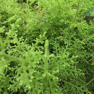 伸筋草新鲜干品过山龙石松立筋草舒筋草宽筋草通抽筋草中草药泡脚