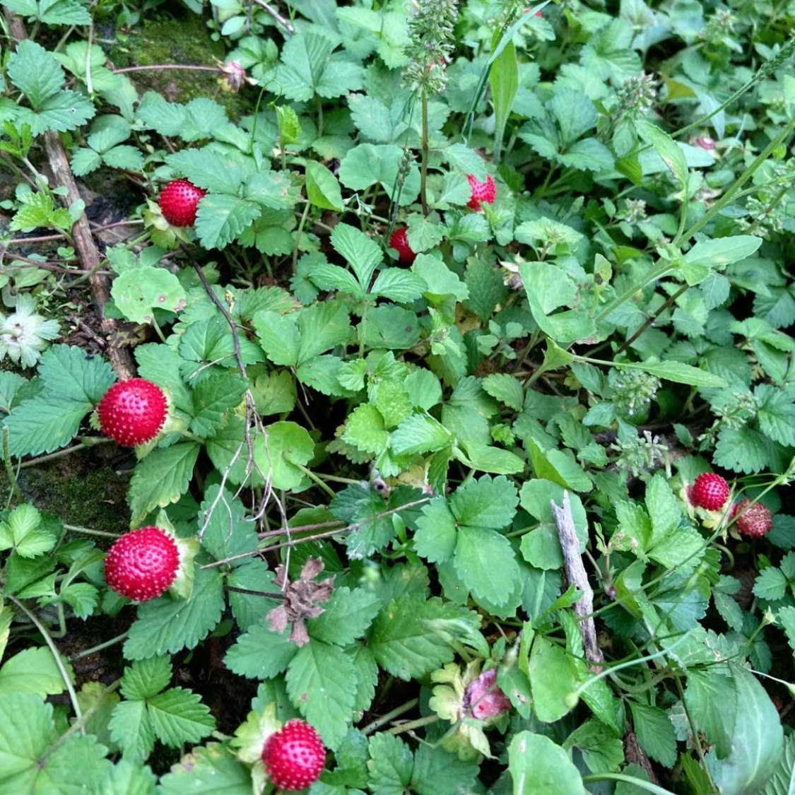 蛇莓草新鲜三叶莓三脚虎和尚头草 蛇莓 龙吐珠倒地枚现采中草药材