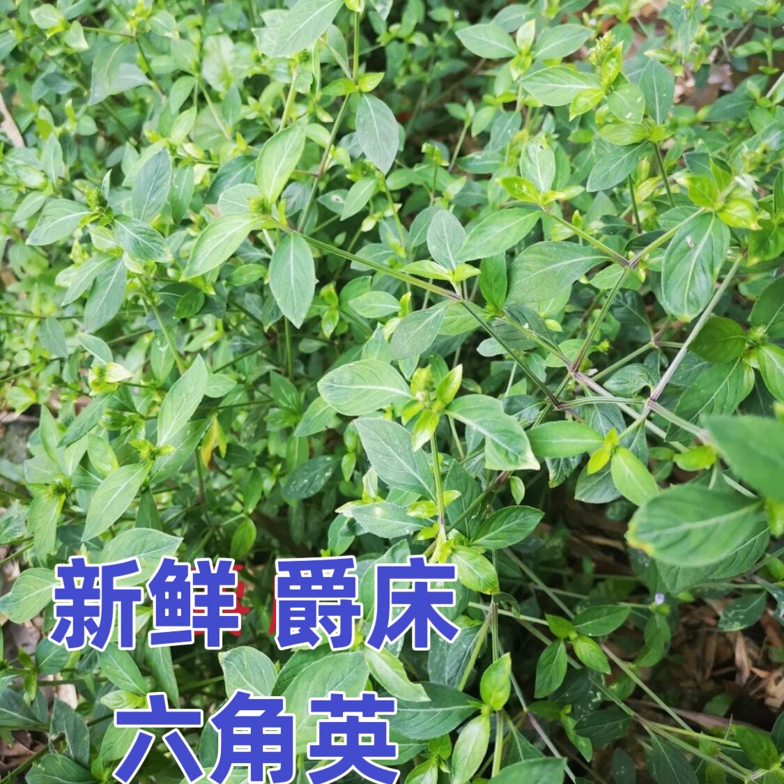爵床草新鲜孩儿草曱甴草土夏枯草潮汕六角英积药草消积茶非独脚金