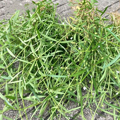 新鲜白花蛇舌草小号深山纯天然