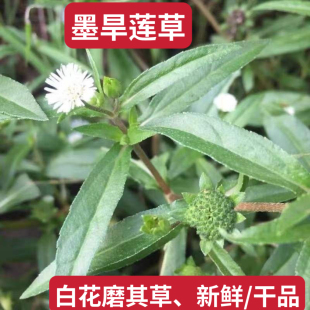 墨旱莲草新鲜乌田草旱莲草莲子草墨水草乌心草鳢肠金陵草旱莲子