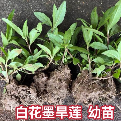 正宗墨旱莲苗旱莲草种植苗白花磨其草苗墨汁草黑墨草易成活中草药