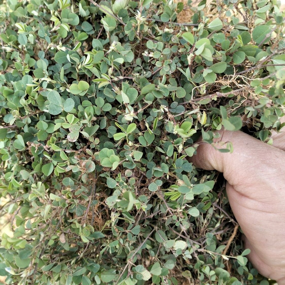 三点金草新鲜纯天然三脚虎 六月雪 三叶金品字蝇翅草中草药材干品