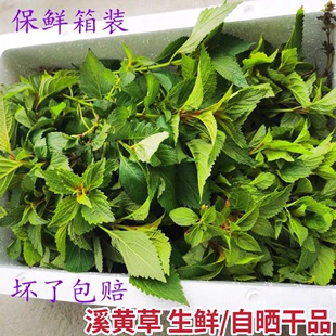 溪王草新鲜溪黄草益肝茶山羊面熊胆草溪沟草血风黄汁草护肝中草药