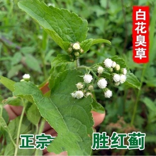 白花臭草新鲜白花臭芳仔咸虾花草霍香蓟白花胜红蓟臭垆草毛胜红