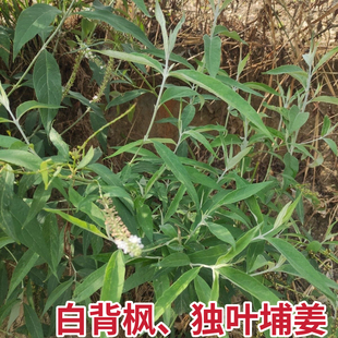白背枫新鲜独叶埔姜 青荆 布荆 驳骨丹醉鱼草白花洋泡中药材