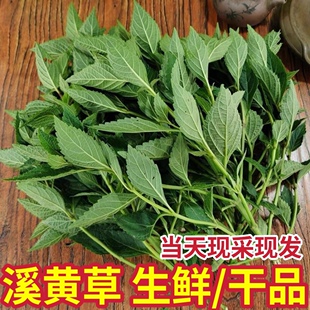 溪黄草正品新鲜溪黄草茶农家无硫干货山羊面熊胆草护肝除湿茶包邮