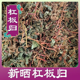 扛板归干品蛇倒退 蛇不过 南蛇风 犁头刺 藤老虎利中草药河白草