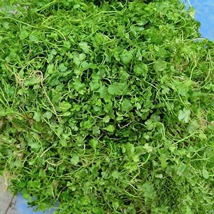 铺地锦新鲜天胡荽遍地锦满天星破铜钱钱站干中药材明镜草土地锦