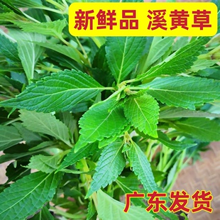 新鲜溪黄草益肝茶无硫干货溪黄草茶新货熊胆草中草药护肝除湿茶