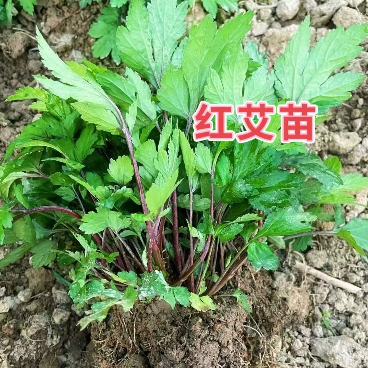 红艾苗 珍珠花菜苗 红经艾苗 鸭脚艾草苗易种盆栽地栽菜苗食用