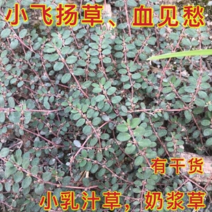 小飞扬草天然新鲜现摘 地锦草 奶浆草铺地红 小乳汁草奶汁藤