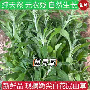 白花鼠曲草新鲜清明草绒毛草鼠壳草青团清明粑艾蒿蒿草粑粑艾草叶