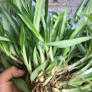痰火草新鲜化核草广东猫爪草玻璃草猪牙草大苞水竹叶围夹草中药材