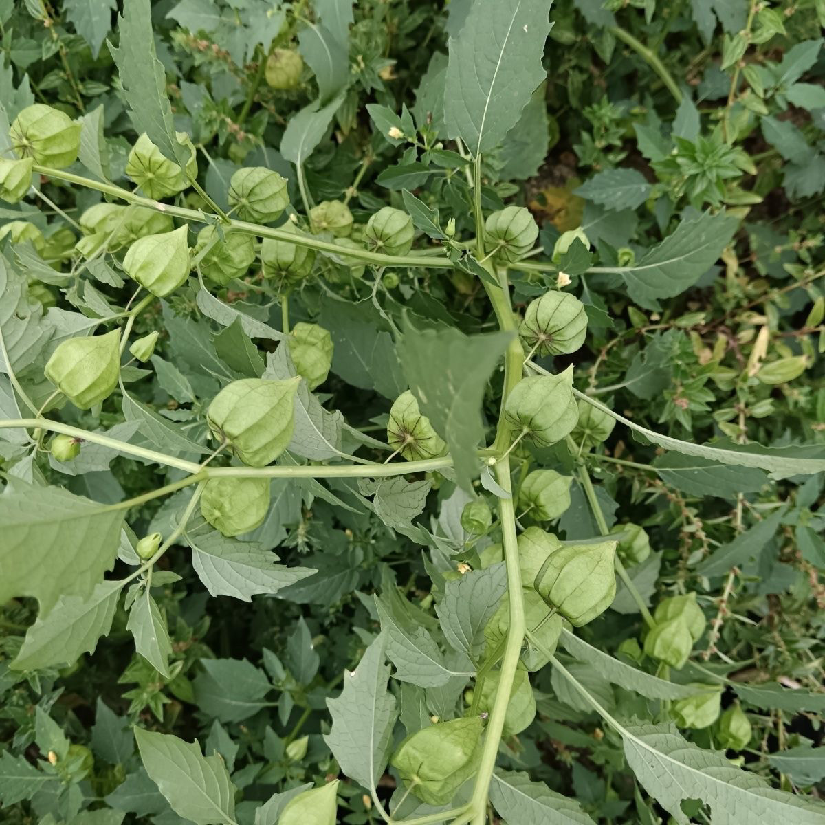 灯笼草新鲜黄姑娘果灯笼泡天泡草 打扑草打额泡鬼灯笼打卜草
