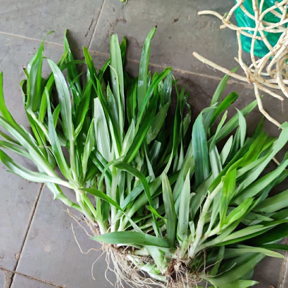 广东猫爪草新鲜痰火草化核草围夹草潮汕白兰 狮子草中药材
