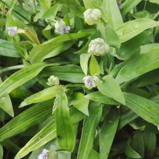 新鲜痰火草 围夹癌草广东猫爪草青鸭跖草大苞水竹叶 狮子草