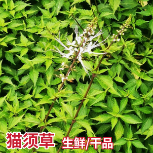 猫须草新鲜枝叶 猫须草化石草肾茶 潮汕猫秋草中药材猫须公草
