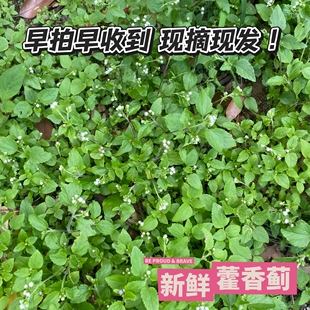 中药野生食用臭草胜红蓟清热止血臭草白花臭草霍香蓟消肿新鲜包邮