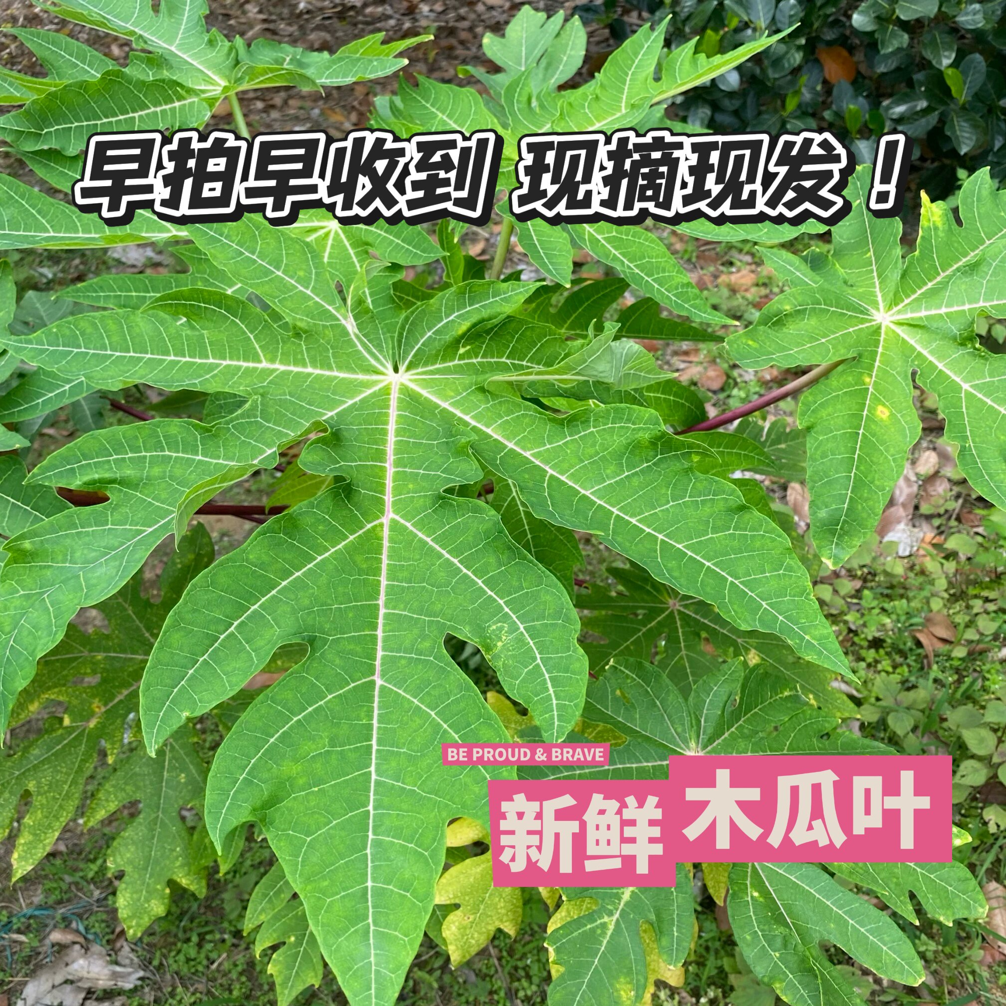 新鲜食用农产品新款现采野生木瓜叶现采木瓜叶柄木瓜茎纯梗包邮