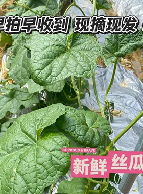当季新鲜特大丝瓜叶中药材现摘现发新鲜采摘叶片丝瓜花 根藤 泡茶