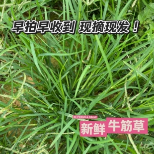新鲜野生牛筋草 广东茂名千千踏 蟋蟀草 老牛拽 忝仔草千金草好用