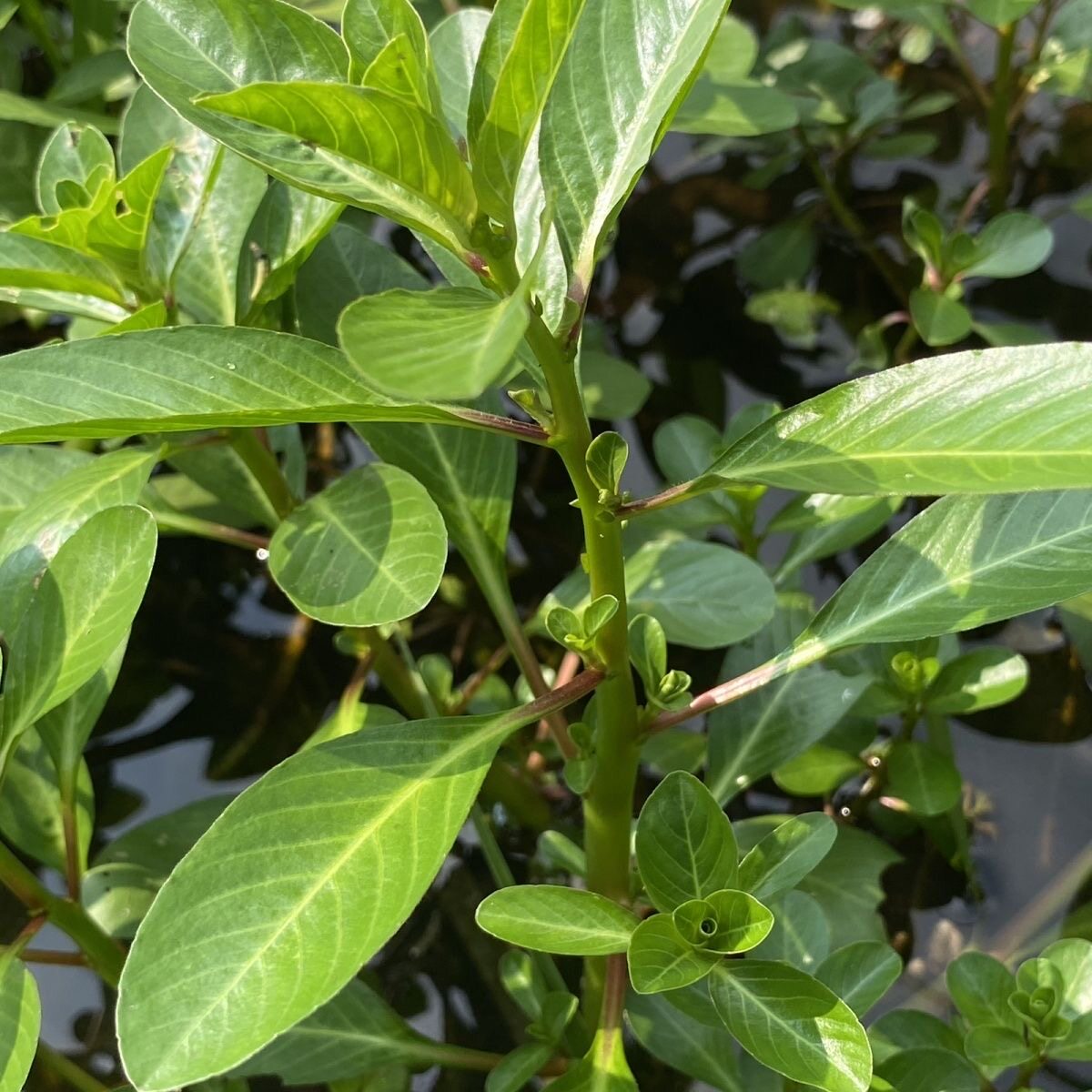 新鲜过塘蛇现摘现发过江龙过沟龙水龙过塘蛇中草药过江藤广东茂名