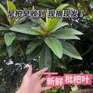 枇杷叶新鲜野生枇杷树叶500g现摘食用枇杷叶中药茶偏方枇杷膏原料