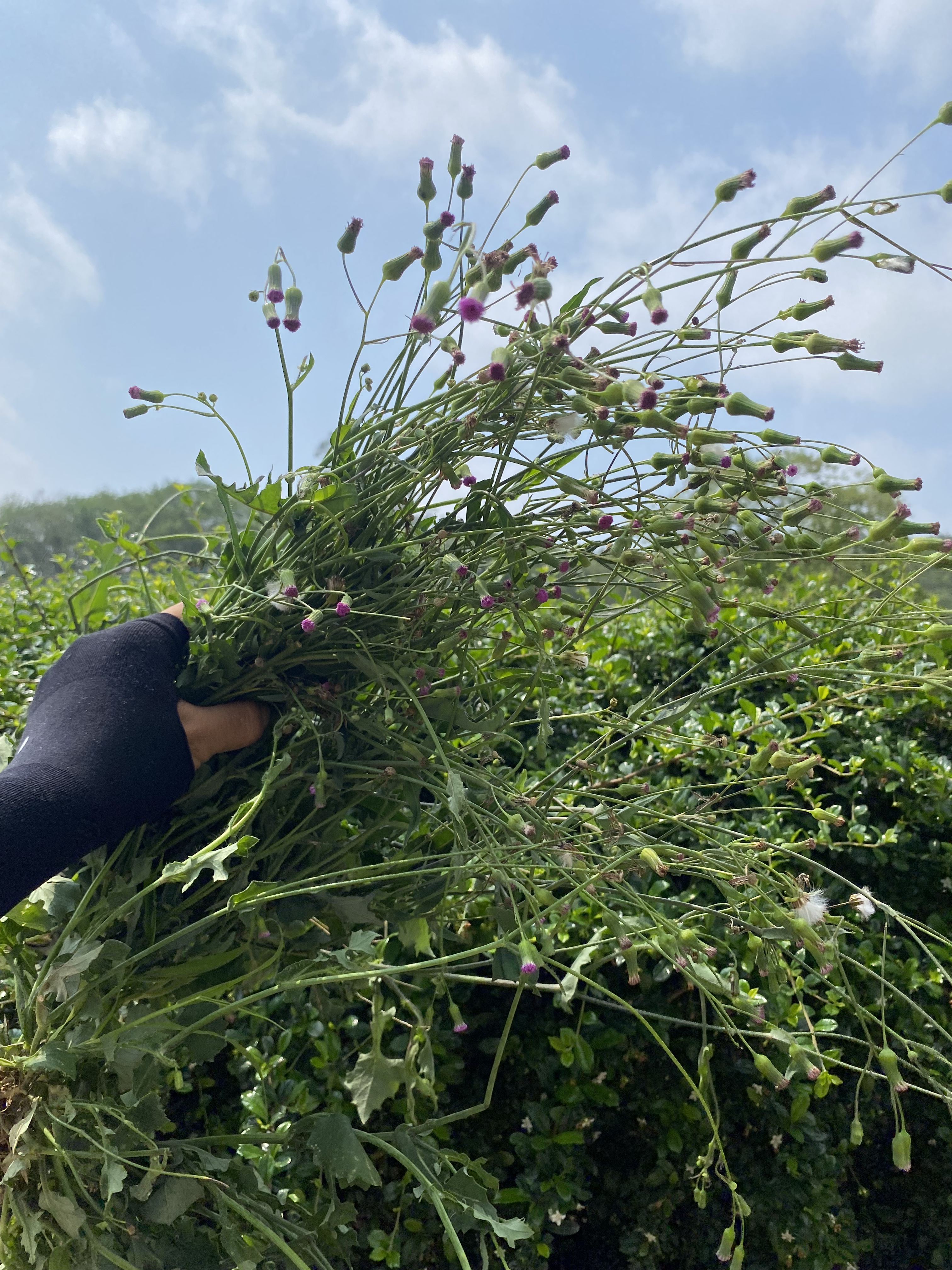 广东茂名野生一点红草新鲜现采红叶花中草药叶下红红背叶菜羊蹄草图片
