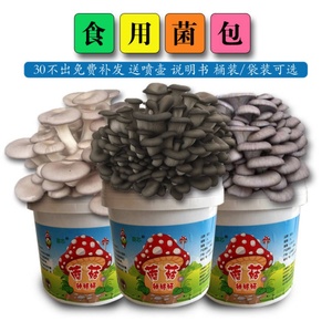 蘑菇菌包买1发3袋装桶装食用菌种平菇家庭阳台种植物多肉绿植香菇