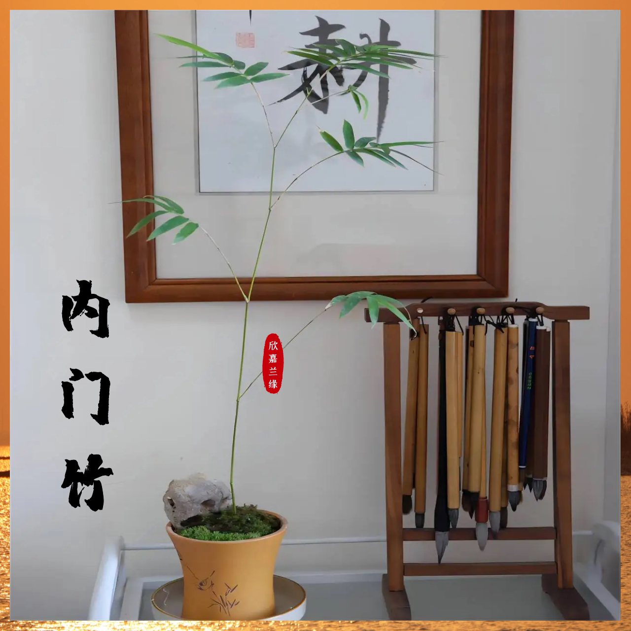 台湾内门竹盆栽禅意书房名贵竹子日本朱竹观音竹黑竹室内盆景阳台