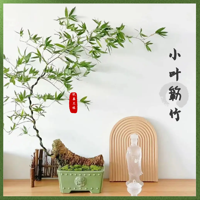 小叶簕竹室内桌面禅意盆景四季青