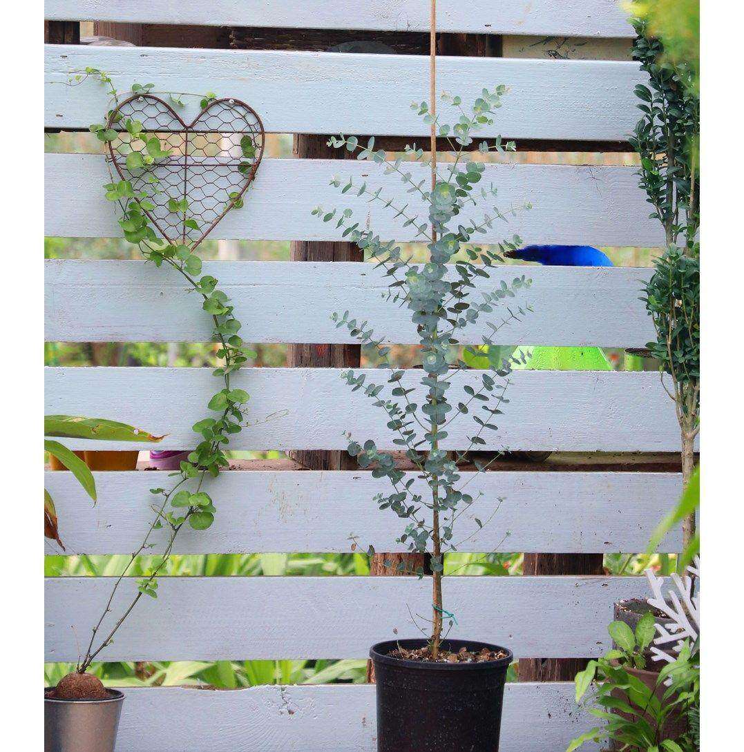 常绿家庭净化空气尤加利尤加利树苗尤加利盆栽苗 圆叶网红造景