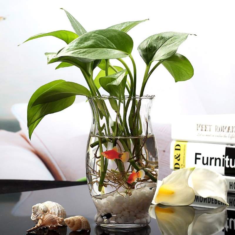 水培植物玻璃花盆 圆球玻璃花瓶 含定植篮 可养鱼养花玻璃缸透明
