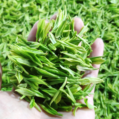 雨前茶试喝半斤罐装春茶2025新茶