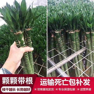 龙竹特粗富贵竹植物水养四季招财带根家用有根的水竹水中绿竹水培