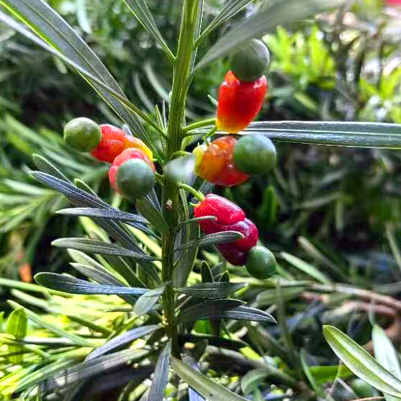 小叶雀舌罗汉松迎客松树苗防辐射吸甲醛庭院种植绿植盆栽地栽植物
