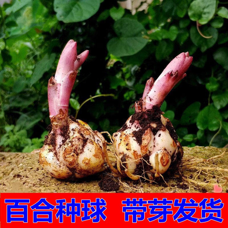 香水百合种球花卉花苗阳台绿植盆栽观花植物室内四季开花好养易活