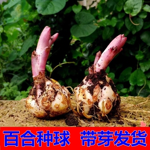 香水百合种球花卉花苗阳台绿植盆栽观花植物室内四季开花好养易活
